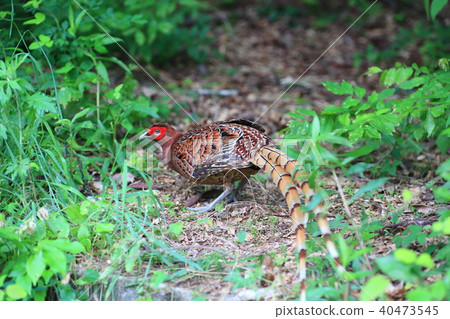 Yamadori (sub-species kita yamadori) 40473545