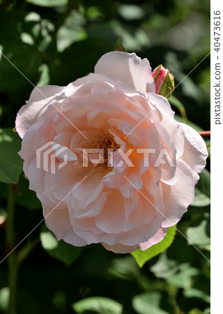 玫瑰(Generas Gardener) 玫瑰(Generas Gardener) 40473616