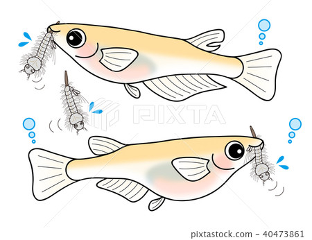 Huge male and female bow hula set to eat bow hula 40473861