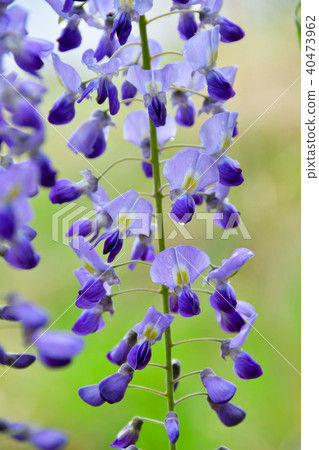 Wisteria flowers Wisteria flowers 40473962