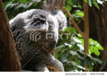 Koala while taking a nap 40474306