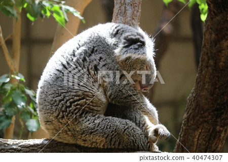 Koala 2 during the nap 40474307