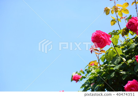 Tsubara Maria Callas 40474351