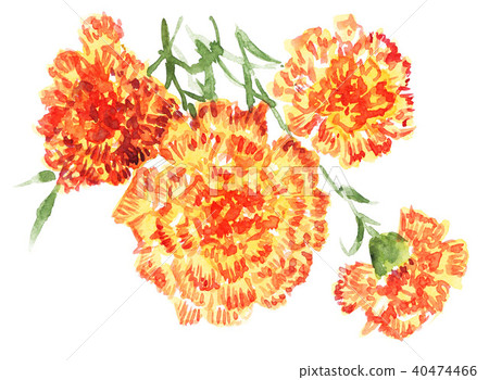 bloom, blossom, blossoms 40474466