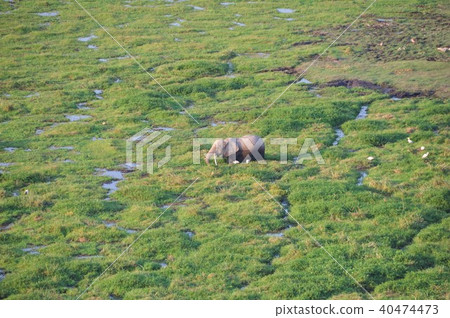 There is an elephant. There is an elephant. 40474473