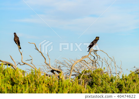 Yellow-tailed black cockatoo couple 40474622