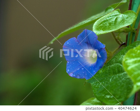 Morning glory Morning glory 40474624
