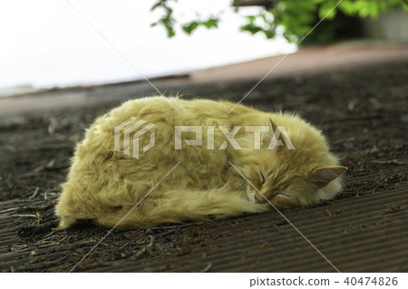 afternoon nap afternoon nap 40474826