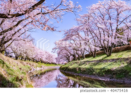 Cherry blossoms lined with fresh green river bank 40475416