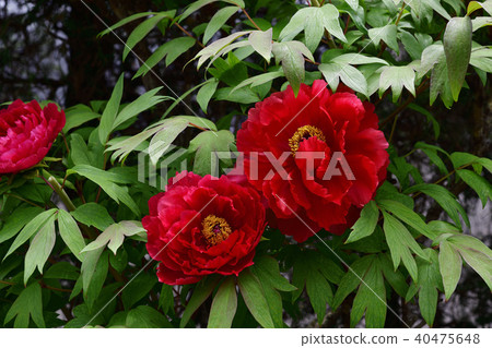 花，牡丹，紅色@ Home Garden，Sakai City，Osaka Prefecture 40475648