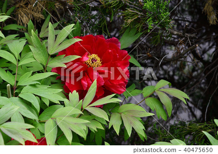 Flower, Peony, Red @ Home Garden, Sakai City, Osaka Prefecture 40475650