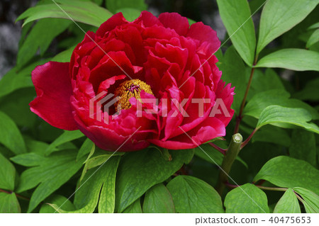 花，牡丹，紅色@ Home Garden，Sakai City，Osaka Prefecture 40475653