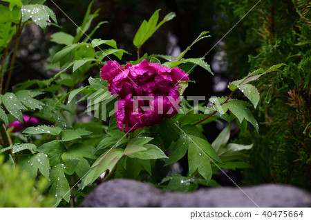 Flower, peony, reddish purple @ home garden, Sakai City, Osaka Prefecture 40475664
