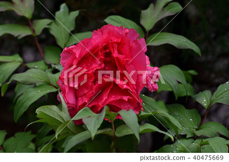 Flower, Peony, Red @ Home Garden, Sakai City, Osaka Prefecture 40475669
