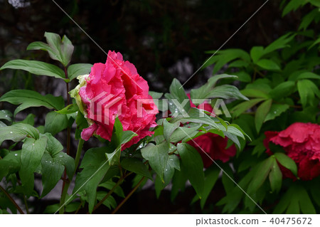 Flower, Peony, Red @ Home Garden, Sakai City, Osaka Prefecture 40475672