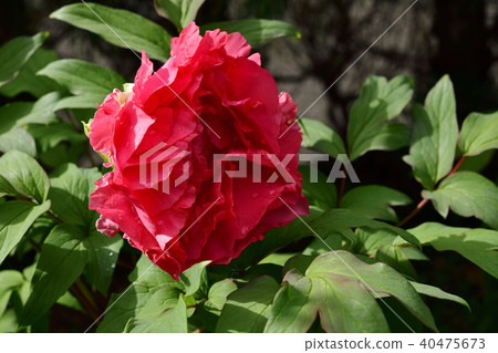 Flower, Peony, Red @ Home Garden, Sakai City, Osaka Prefecture 40475673
