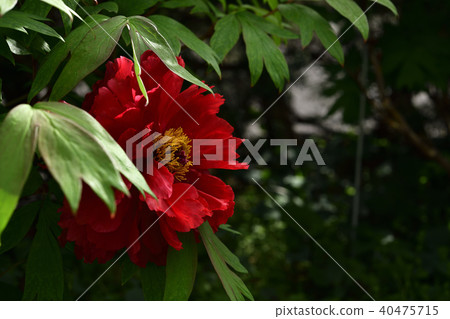 Flower, Peony, Red @ Home Garden, Sakai City, Osaka Prefecture Flower, Peony, Red @ Home Garden, Sakai City, Osaka Prefecture 40475715