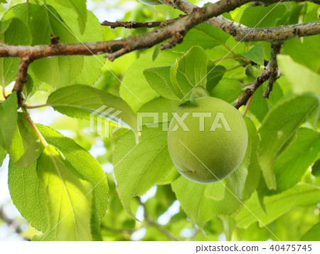 Plum tree Plum tree 40475745