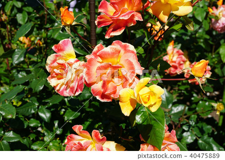 Beautiful yellow and orange roses Beautiful yellow and orange roses 40475889