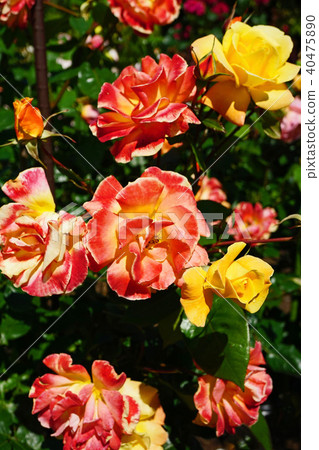 Beautiful yellow and orange roses Beautiful yellow and orange roses 40475890