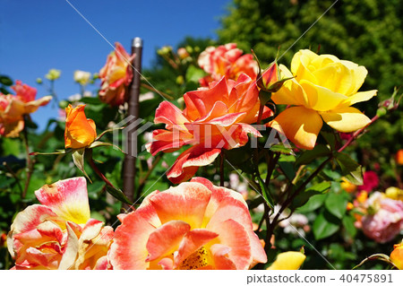 美麗的黃色和橙色玫瑰 美麗的黃色和橙色玫瑰 40475891