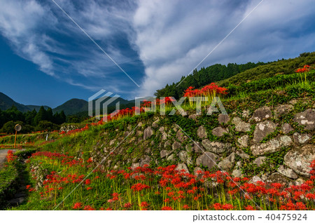 Terada and Higanohana 40475924