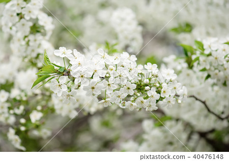 Cherry flowers frame Cherry flowers frame 40476148