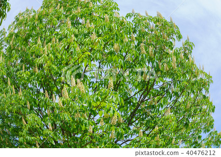 馬尾花（五月） 40476212