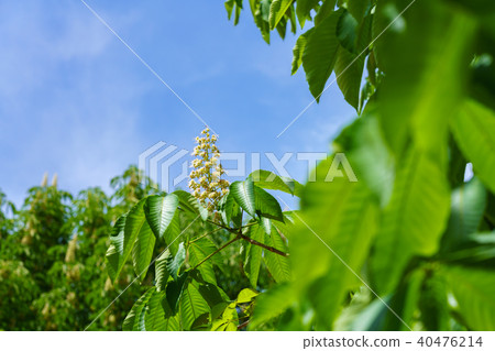 馬尾花（五月） 40476214