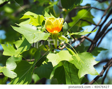 Tulip flowers Tulip flowers 40476427