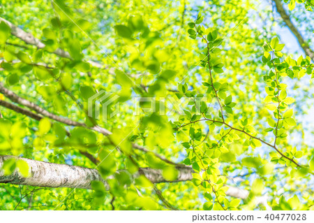 Fresh green and eco image 40477028