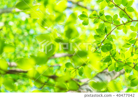 Fresh green and eco image Fresh green and eco image 40477042