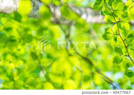 Fresh green and eco image 40477067