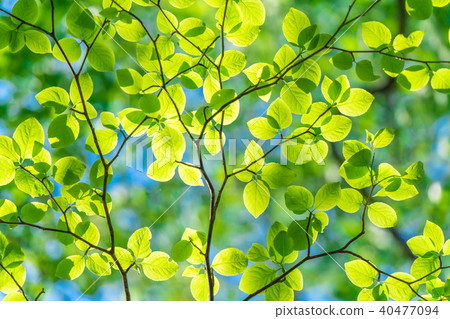 Fresh green and eco image Fresh green and eco image 40477094