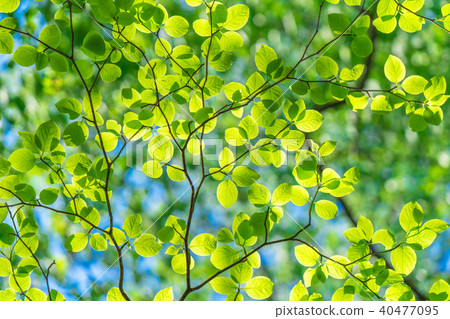 Fresh green and eco image 40477095
