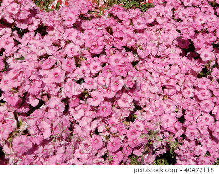 Sekichik花粉紅色 40477118