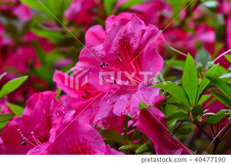 After the rain 40477190