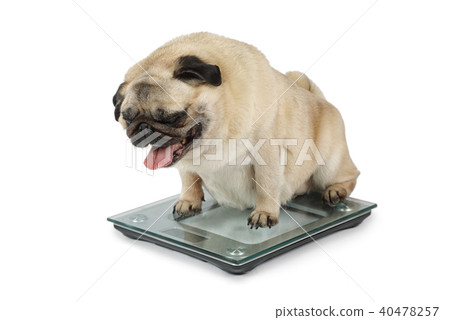 Fat Pug dog weighting on floor scales in a studio Fat Pug dog weighting on floor scales in a studio 40478257