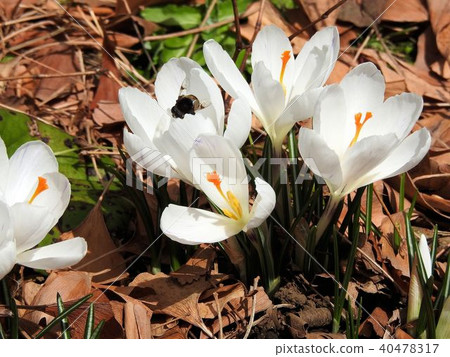 Crocus / Hibiya Park 40478317
