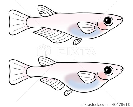 Medaka (white killifish) male and female set 40478618