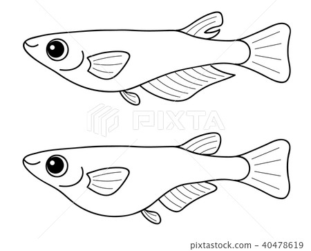 Medaka male and female set coloring page 40478619