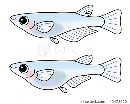 Medaka (blue killifish) male and female set 40478620