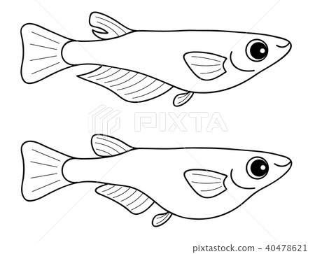 Medaka male and female set coloring page 40478621