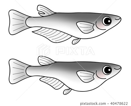 Medaka (Black Medaka) male and female set Medaka (Black Medaka) male and female set 40478622