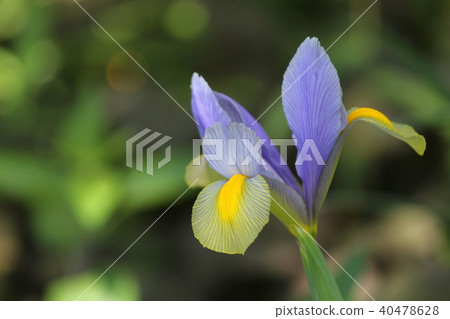 鳶尾花 鳶尾花 40478628