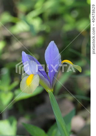 鳶尾花 鳶尾花 40478629