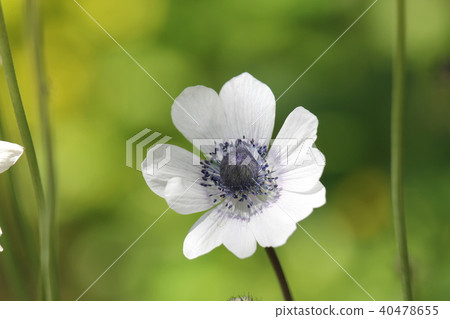 Anemone Decane Saki 40478655