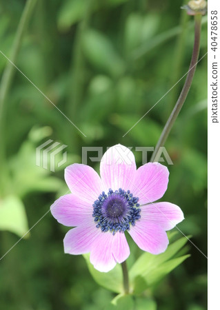 Anemone Decane Saki 40478658