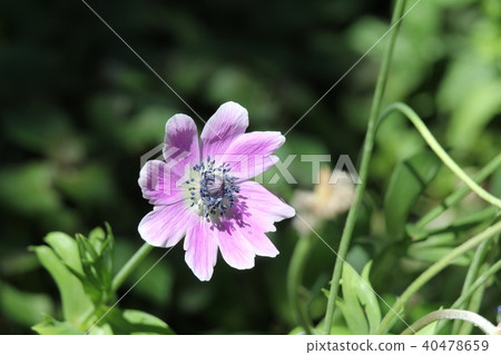 Anemone Decane Saki Anemone Decane Saki 40478659