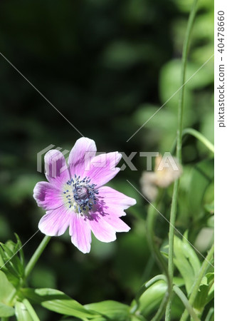 Anemone Decane Saki Anemone Decane Saki 40478660